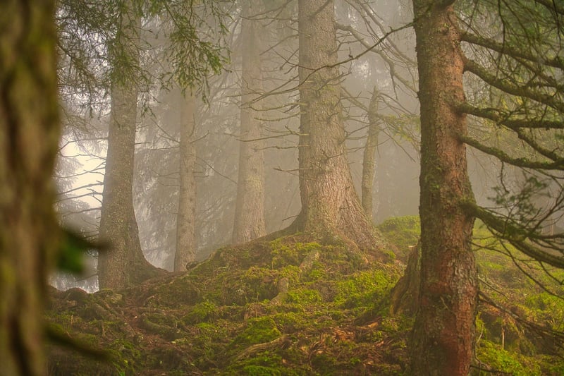 Forest-scented Candle