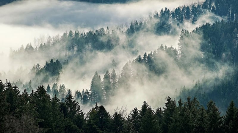 Forest Woods