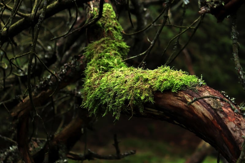 Moss Forest